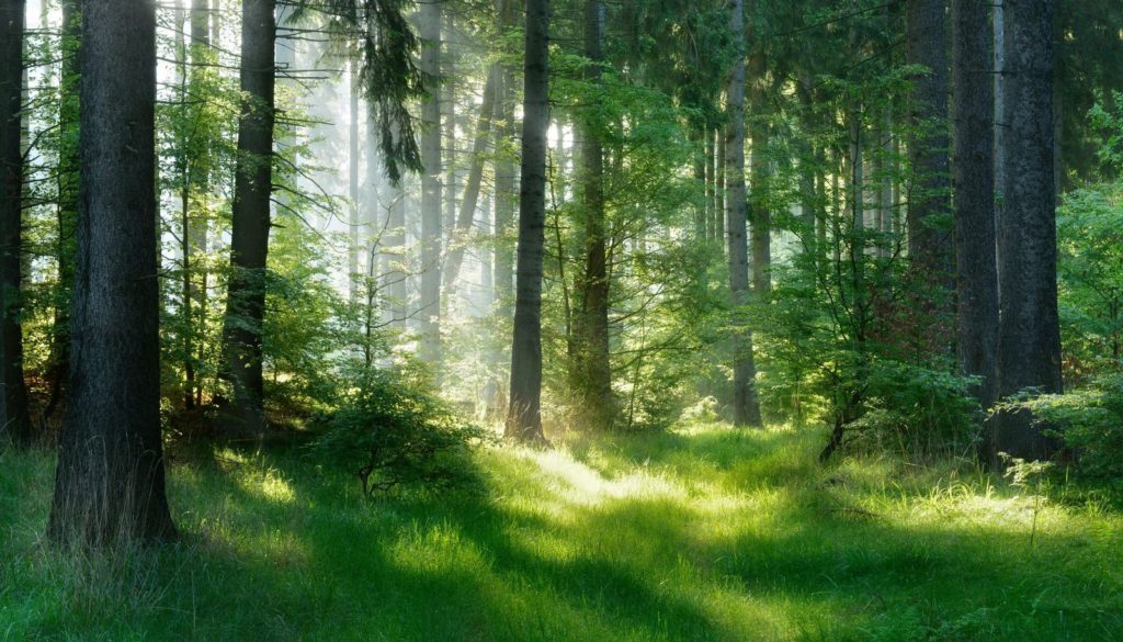 La Forêt Miyawaki avec Cœur et Canopée