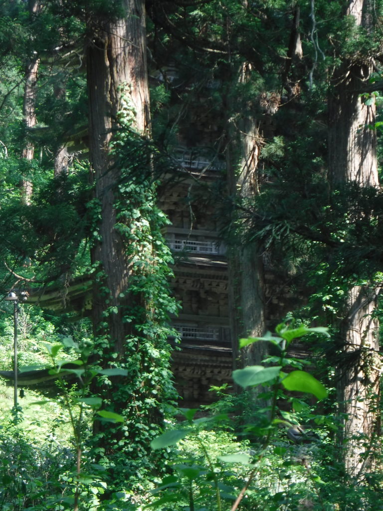 visuel de ce que peut être une forêt miyawaki