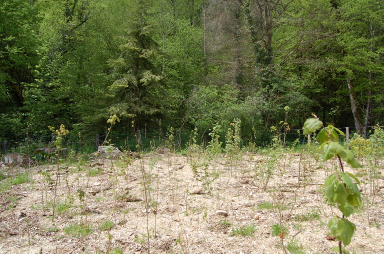 début de forêt miyawaki qui nécessite de l'entretien au départ