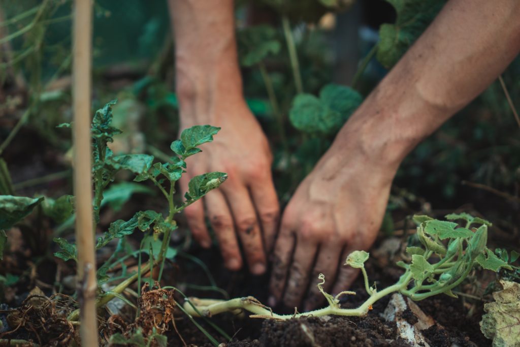 mains en train de planter de la végétation dans le cadre d'une forêt miyawaki